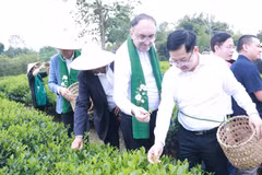 在新岗乡，代表团亲身体验采茶。图自thainguyen.gov.vn
