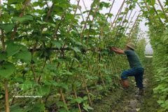 河内市中野乡有机蔬菜生产合作社的有机蔬菜种植模式 。图自越通社