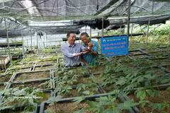 莱州人参是一种特有药用植物，具有较高的经济价值和巨大的发展潜力。图自越通社