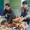 茶眉肉桂是广南省西部山区少数民族群众的主要收入来源。图自人民报