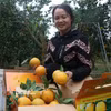 越南仍是美国最大的木制家具供应国，出口额13亿美元。图自越通社