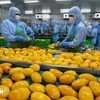 2025年标志着越南果蔬行业连续第三年创下出口新纪录，出口额约达86亿美元。图自越通社