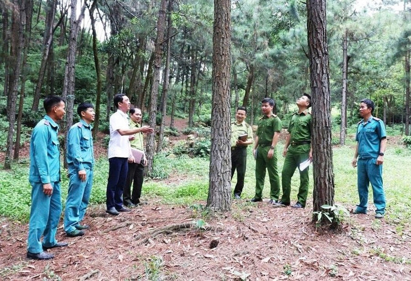 越南首都加强森林保护，巩固生态屏障。图自hanoimoi.vn