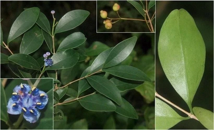 野牡丹科谷木属植物。图自热带生物研究所