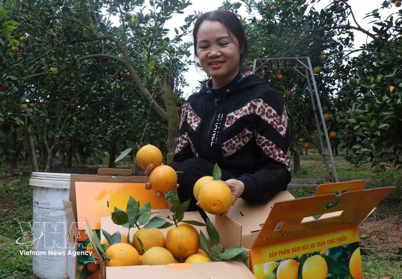 越南仍是美国最大的木制家具供应国，出口额13亿美元。图自越通社