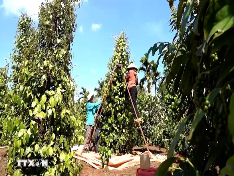 越南胡椒突破每公斤15万越盾 2026年产季有望再创出口新高。图自越通社