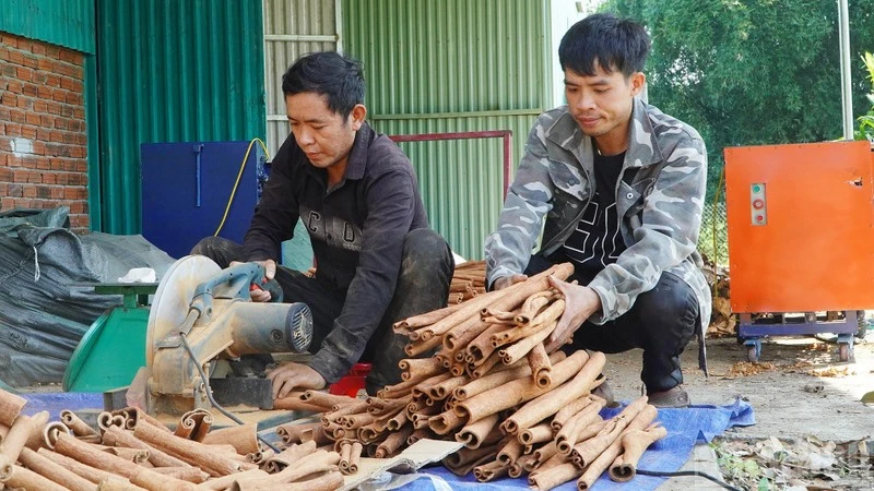 茶眉肉桂是广南省西部山区少数民族群众的主要收入来源。图自人民报