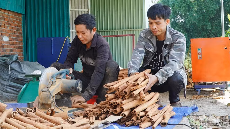茶眉肉桂是广南省西部山区少数民族群众的主要收入来源。图自人民报
