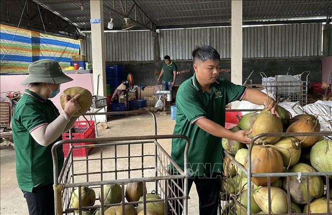 永隆省2025年椰子出口额约达5亿美元。图自越通社