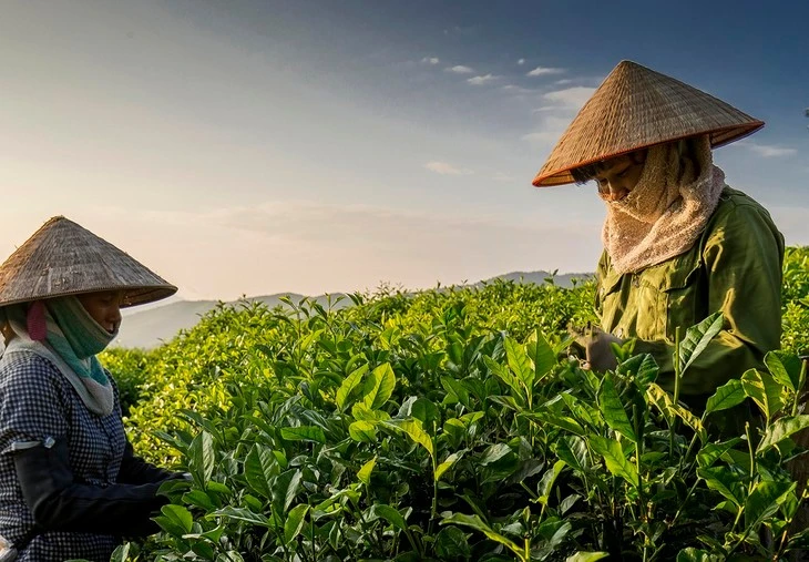 欣赏太原最美的茶山。图自VOV