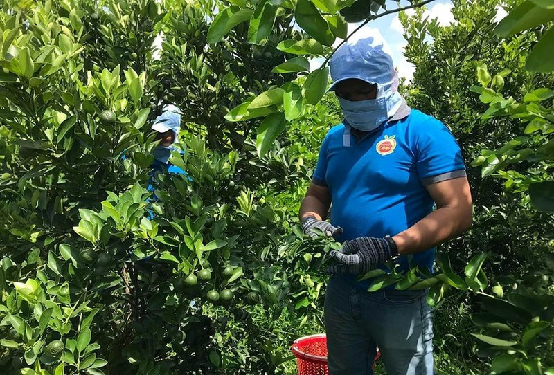 OCOP有机水果合作社采收无籽柠檬。图自人民报