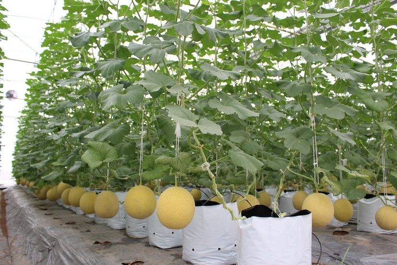 北宁省高新技术农业示范模式之一。图自北宁省政府门户网站