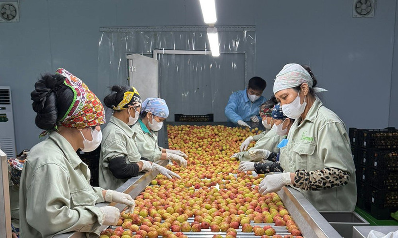 北江荔枝抢"鲜"出海 国内外订单突破10万吨。图自北江报