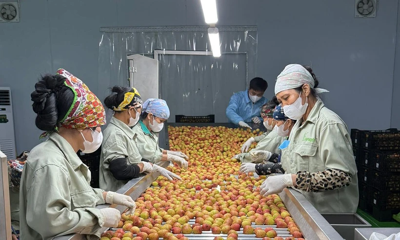 北江荔枝抢"鲜"出海 国内外订单突破10万吨。图自北江报