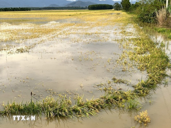大面积稻田在雨后被深水淹没。图自越通社