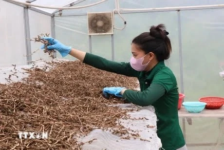 越南药业蓬勃发展，达到两位数增长。图自越通社