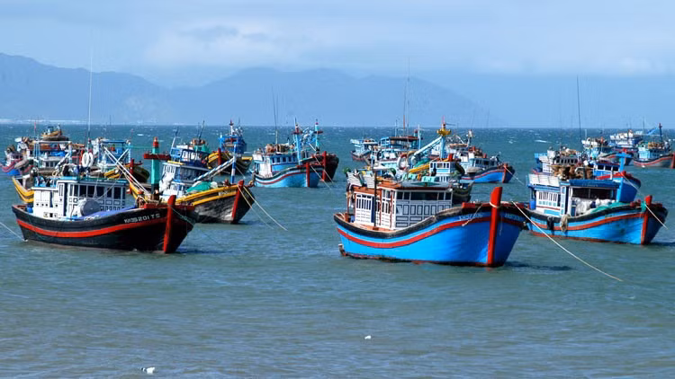 附图。图自https://thuysanvietnam.com.vn/