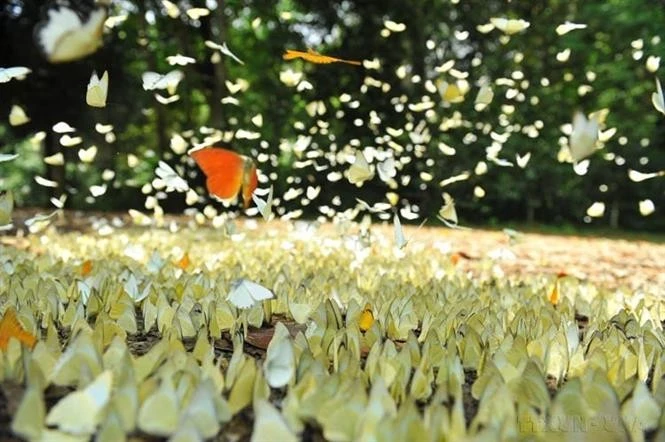 菊芳国家公园占地面积达2.5万公顷，拥有丰富多样的动植物资源，具有热带雨林的典型特征。图自越通社