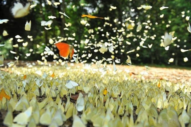 菊芳国家公园占地面积达2.5万公顷，拥有丰富多样的动植物资源，具有热带雨林的典型特征。图自越通社