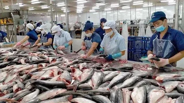 2024年5月，越南水产品出口额约达8.7亿美元，同比增长7%以上。图自越通社