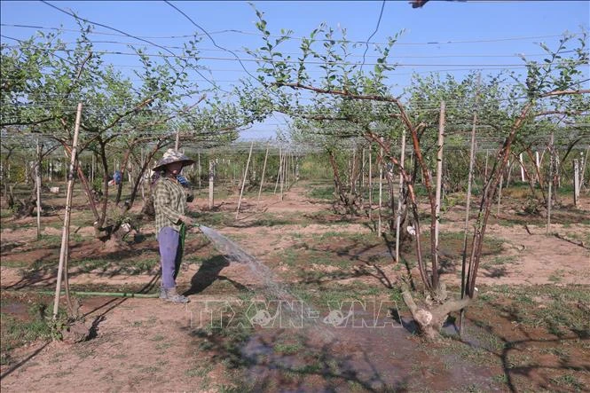 海防市旁罗青枣种植区。图自越通社