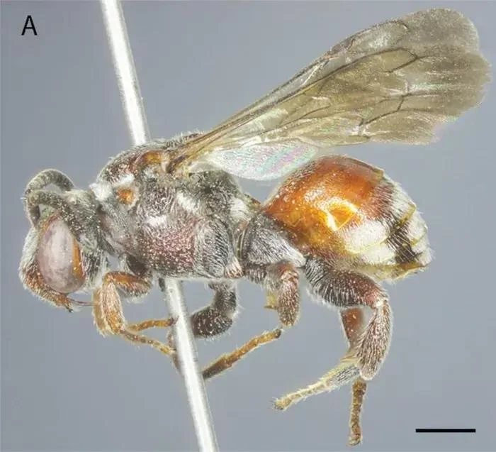 武光国家公园发现新蜂种。图自生态与生物资源研究院