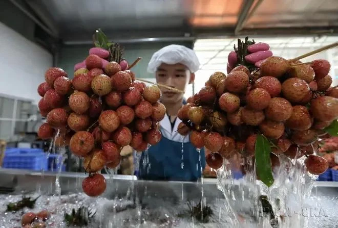 全球食品进出口股份公司的荔枝加工活动。图自越通社