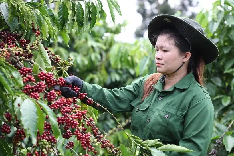 工人采摘咖啡果。图自越通社