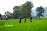 谅村——备受国内外游客青睐的社区旅游目的地。图自越通社