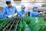 欧洲希望加大对越南高新技术领域的投资力度。图自越通社