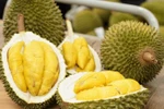 资料图。图自《政府报》