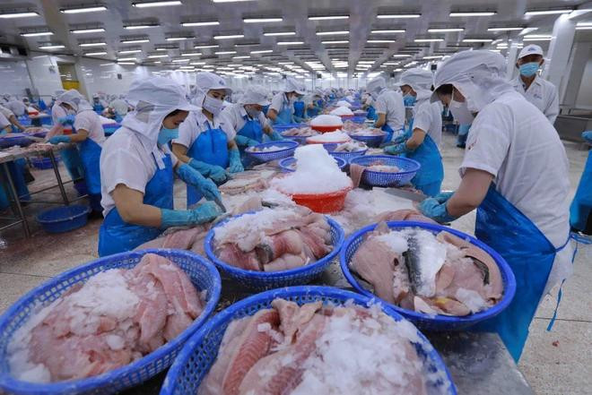 英国加入CPTPP,越南渔业将在承诺正式生效后获得巨大利益。图自Vietnam+ 164a0030-4249.jpg.webp