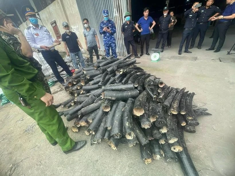 职能力量在沥县国际港口（海防）查获了象牙。图自越通社