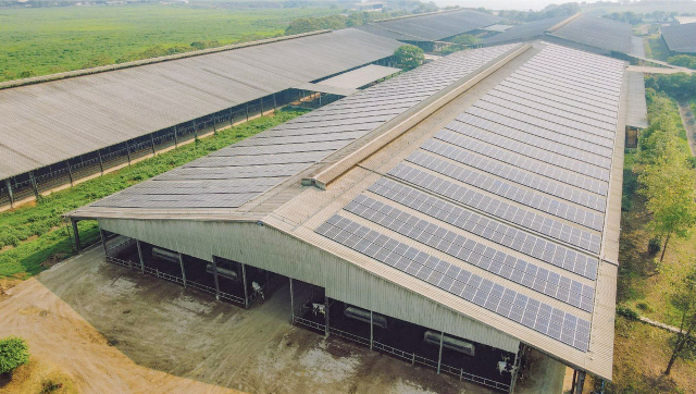TH true MILK奶牛养殖场的屋顶已全面铺设太阳能电池板。