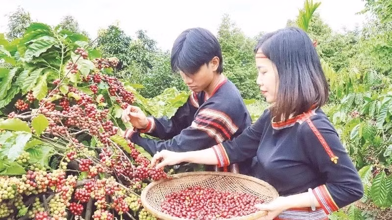 “得乐省咖啡种植与加工知识”获得国家级非物质文化遗产证书。图自nhandan.vn