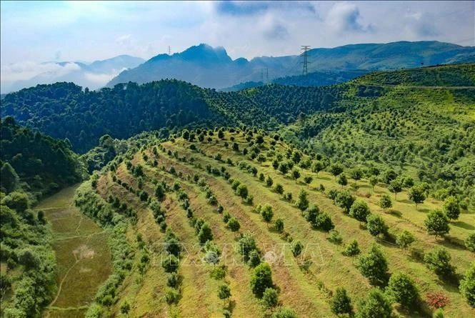 奠边省澳洲坚果种植区。图自越通社