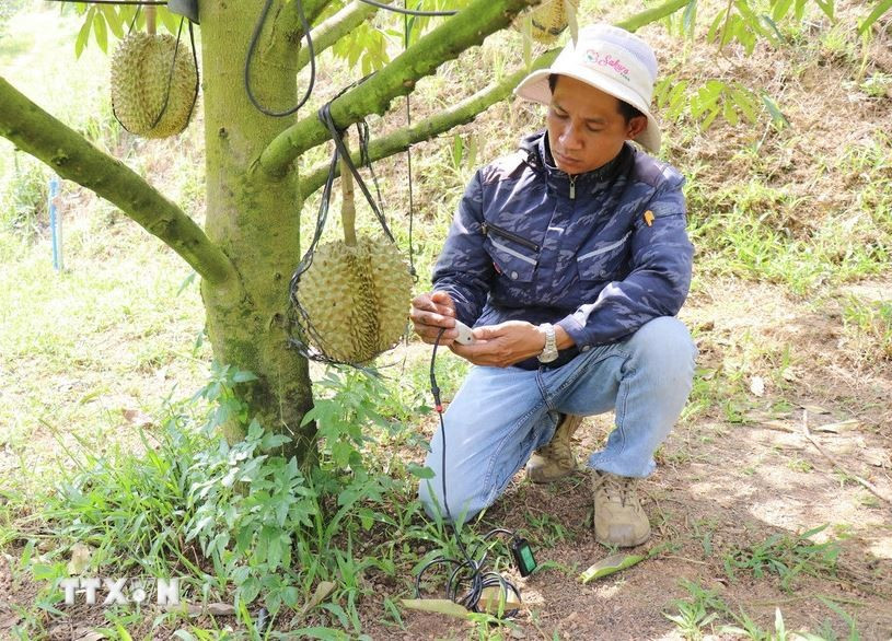 樱花农场（庆和省同庆山乡）的技术人员使用设备检测、分析和诊断榴莲种植土壤的“健康状况”，提供精准指标并及时推荐治疗方案。图自越通社