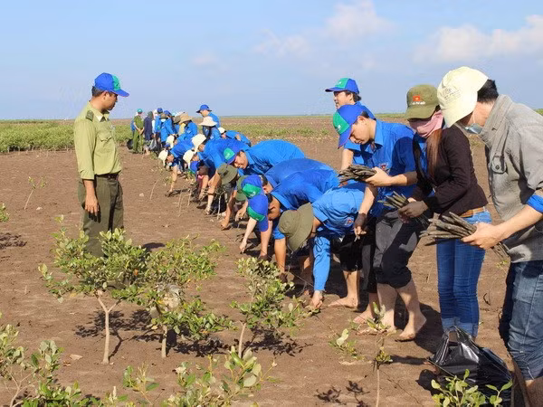 胡志明共青团团员在沿海防护林区植树。图自越通社