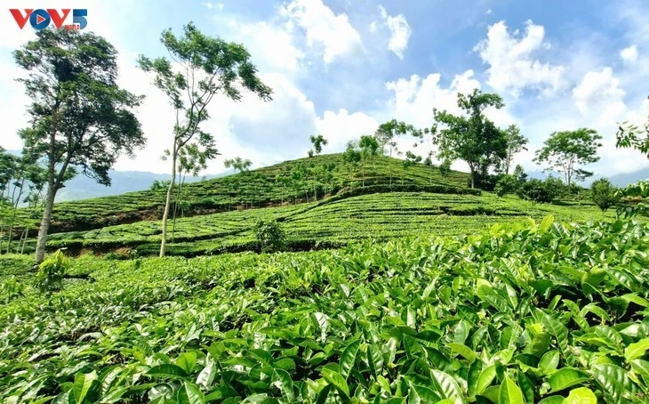 茶叶正在成为安沛省万赞县的主要作物之一。图自越南之声