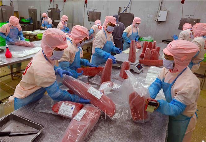 富安省伯海股份公司金枪鱼加工包装链。图自越通社