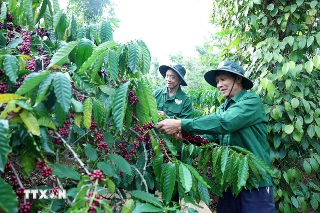 收获咖啡。图自越通社