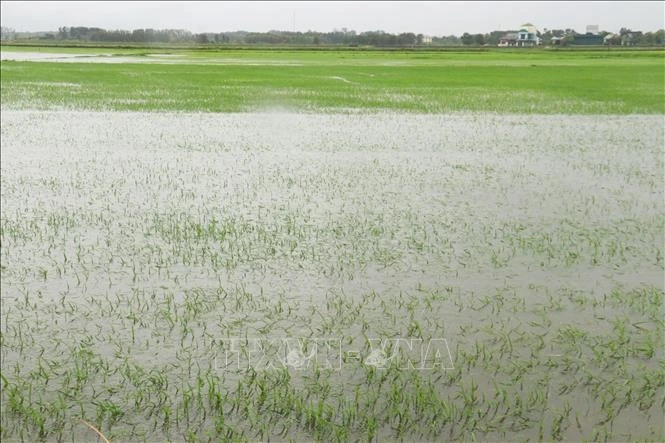 第1号台风严重影响越南中部各省 被淹水稻面积近6万公顷。图自越通社