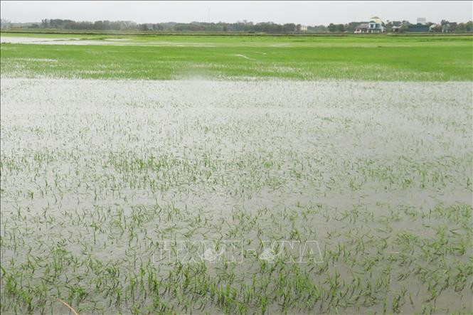 第1号台风严重影响越南中部各省 被淹水稻面积近6万公顷。图自越通社