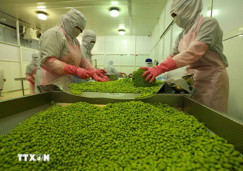 安江蔬水股份公司大豆加工链。图自越通社