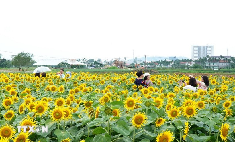 广义省安富乡的向日葵花田近日成为“打卡热点”。图自越通社