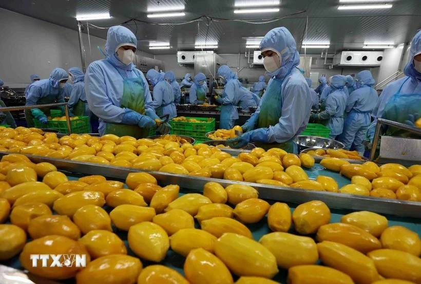 芒果加工生产链。图自越通社