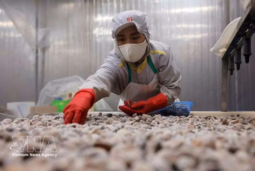 清化省清化水产品进出口股份公司工厂蛤蜊加工出口环节。图自越通社
