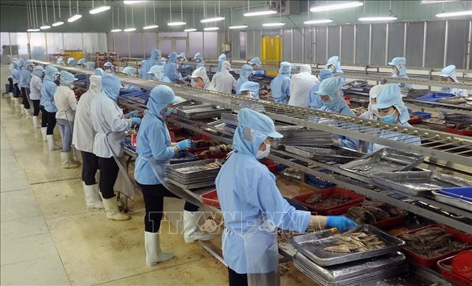 坚江贸易股份公司水产品加工厂。图自越通社