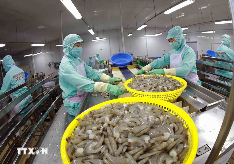 出口虾加工链。图自越通社