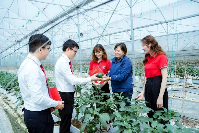 越南多家银行提供绿色信贷服务,鼓励顾客加大对高新技术农业生产的投资力度。图自nhandan.vn